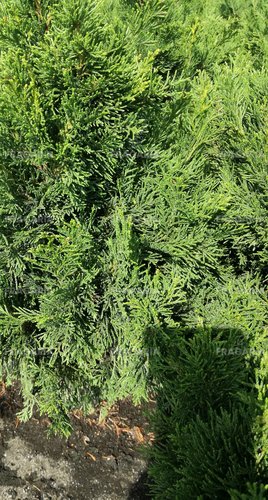 Oregoni hamisciprus Caudata,  Chamaecyparis lawsoniana , 20 – 30 cm, kont. 3l