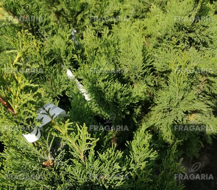 Oregoni hamisciprus Caudata,  Chamaecyparis lawsoniana , 20 – 30 cm, kont. 3l