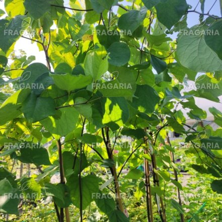 Júdásfa, Cercis canadensis, +180 cm, kont.5l
