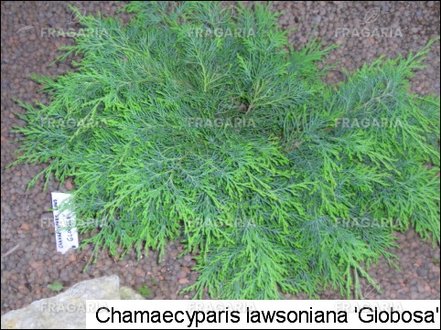 Oregoni hamisciprus Globosa, Chamaecyparis lawsoniana 30 - 40 cm, kont. 3l