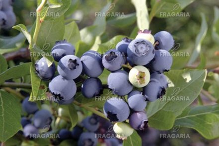 Kékáfonya Chandler, Vaccinium corymbosum kont. 1l