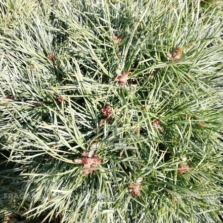 Erdeifenyő Chantry Blue, Pinus sylvestris, törzsek, 30 - 35 cm, kont. 10l