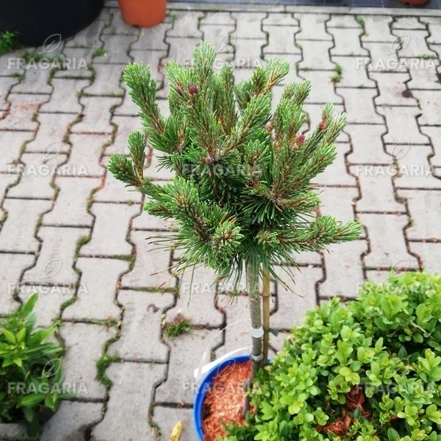 Erdeifenyő Chantry Blue, Pinus sylvestris, törzsek 30 - 40 cm, kont. 3l