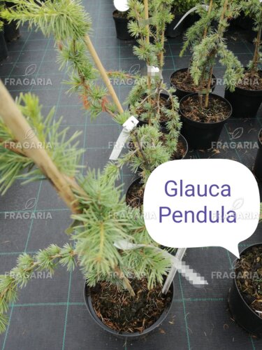 Libanoni cédrus Glauca Pendua, Cedrus libani, kont. C3, + 80 cm