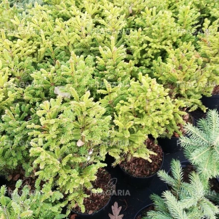 Közönséges lucfenyő Compacta, Picea abies  30 - 40 cm, kont. 3l