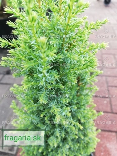 Közönséges boróka Compressa, Juniperus communis 20 - 35 cm, kont. 3l