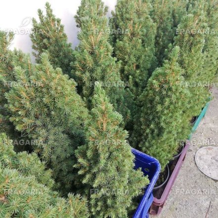 Cukorsüvegfenyő Conica, Picea glauca 40 - 60 cm, kont. 3l