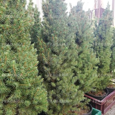 Cukorsüvegfenyő Conica, Picea glauca 40 - 60 cm, kont. 3l