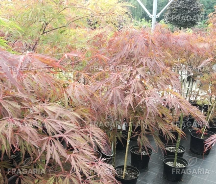 Japán juhar Crimson Queen, Acer palmatum , 80 – 100 cm, kont. C12