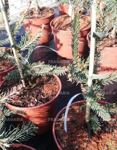 Közönséges lucfenyő Cruenta, Picea abies 60 - 80 cm, kont. 5l