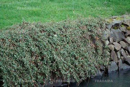 Szőnyegmadárbirs Mooncreeper, Cotoneaster dammeri 5 - 15 cm, kont. 1,5l