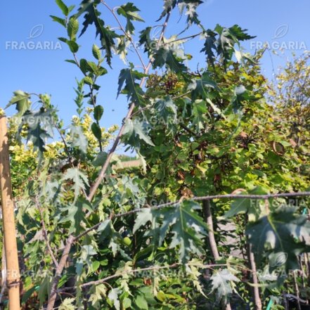 Közönséges nyírfa Dalecarlica, Betula pendula +180 cm, kont. 5I