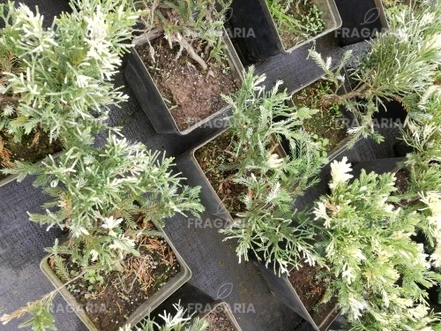 Kínai kúszó boróka Expansa Variegata, Juniperus davurica , kont. 3l