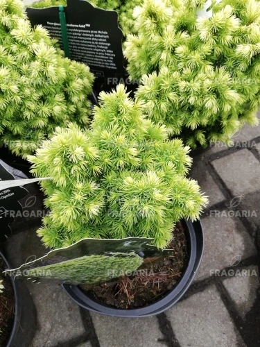 Ezüstfenyő, Dedrofarma Gold, Picea Glauca, kont. 3l, 20-30 cm