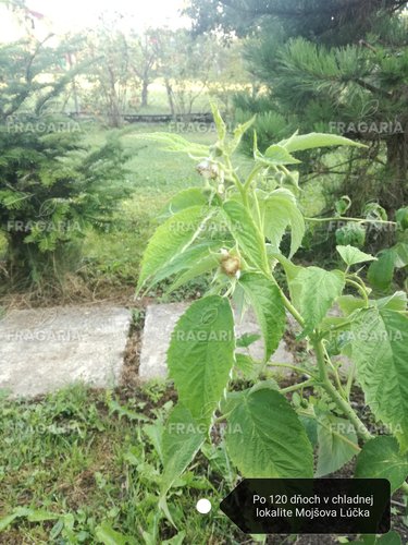 Málna Delniwa, Rubus idaeus 10 - 20 cm kont. 1l