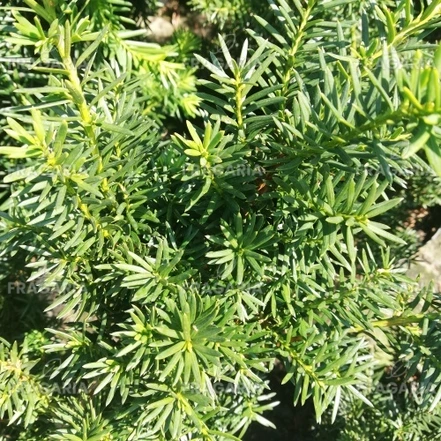 Oszlopos tiszafa Densiformis, Taxus  media 50 - 70 cm, kont. 3l