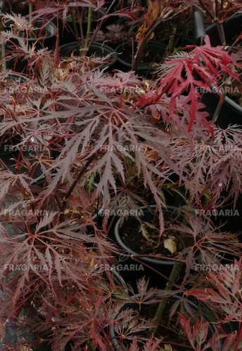 Japán juhar Dissectum Garnet, Acer palmatum , 50 – 80 cm, kont. C 5