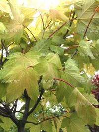 Hegyi juhar Brilliantissimum,  Acer pseudoplatanus , 120 - 170 cm, kont. 5l