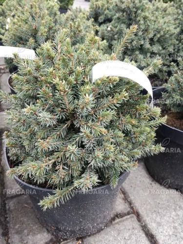 Ezüstfenyő Echiniformis, Picea glauca 20 - 25 cm, kont. 3l