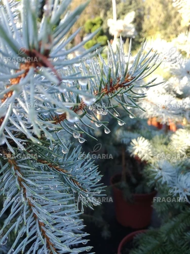 Ezüstfenyő Edith, Picea pungens, 170 - 200 cm, kont. 25l