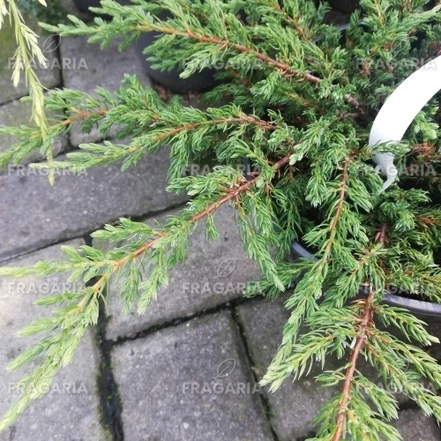 Közönséges boróka Effusa, Juniperus communis 10 - 20 cm, kont. 3l