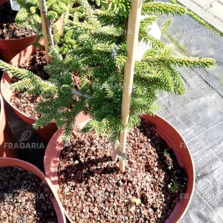 Keleti luc Early Gold, Picea orientalis 30 -40 cm, kont. 3l