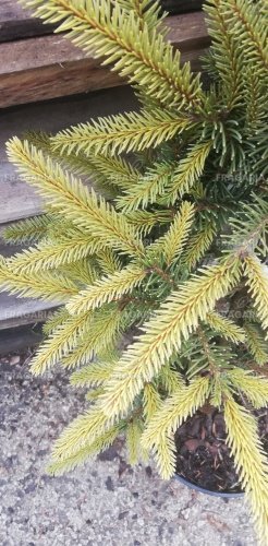 Közönséges lucfenyő Ehrengold , Picea abies 40 - 55 cm, kont. 3l