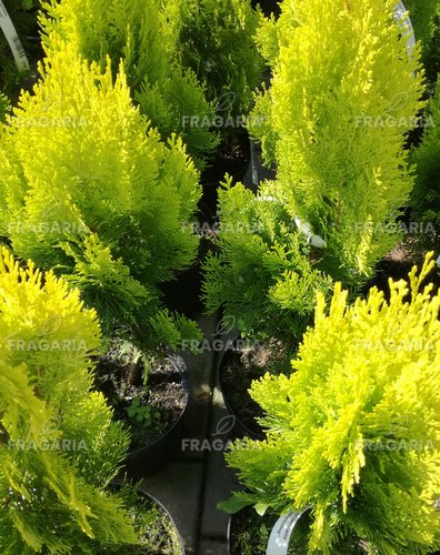 Nyugati tuja Elegantissima, Thuja occidentalis 40 - 60 cm, kont. 3l