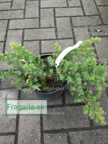 Föveny Boróka Emerald sea , Juniperus conferta 25 - 30 cm, kont. 3l