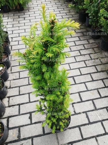 Közönséges tiszafa Erecta, Taxus baccata, 30 - 50 cm, kont. 3l