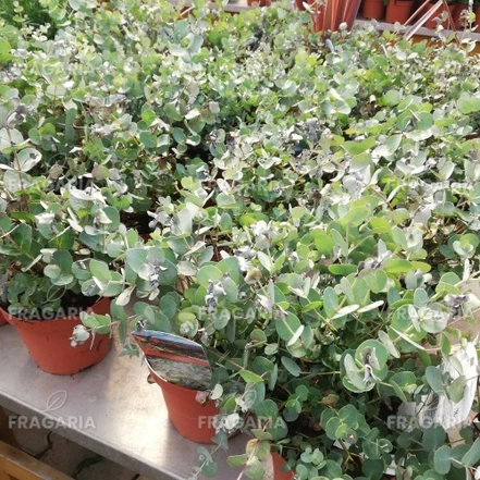 Havasi eukaliptusz, Eucalyptus gunnii, kont. 2l