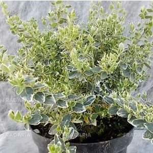 Kúszó Kecskerágó  Emerald Gaiety , Euonymus fortunei 15 - 20 cm, kont. 0,75l