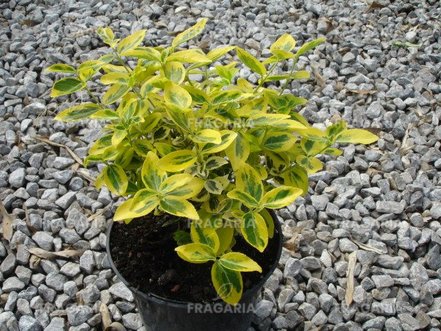 Kúszó Kecskerágó  Emerald'n Gold , Euonymus fortunei  15 - 20 cm, kont. 0,75l