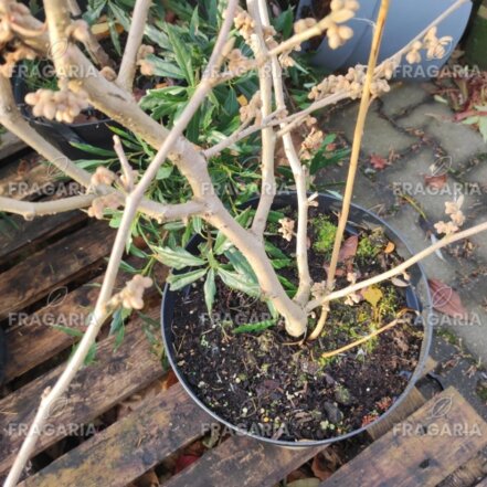 Varázsmogyoró (Csodamogyoró)Evil , Hamamelis intermedia, + 100 cm, kont. 15l