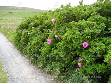 Japán rózsa, Rosa rugosa, 30 – 45 cm, kont. 3l