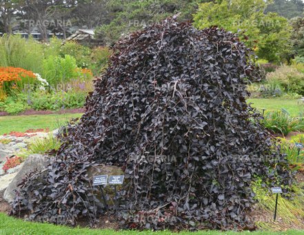 Közönséges bükk Purpurea Pendula,Fagus sylvatica 150 - 170 cm, kont. 5l