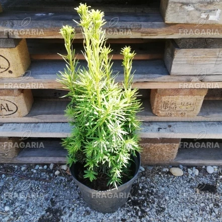 Közönséges tiszafa Fastigiata Aureomarginata, Taxus baccata 30 - 40 cm, kont. 3l