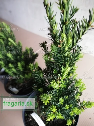 Közönséges tiszafa  Fastigiata Robusta, Taxus baccata 50 - 60 cm, kont. 3l