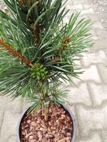 Erdeifenyő Fastigiata, Pinus sylvestris, 30 - 35 cm, kont. 5l