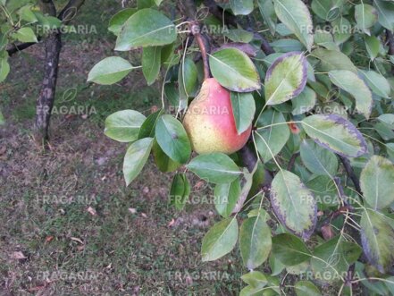 Körte  Favoritka , Pyrus communis 150 - 180 cm, kont. 5 l