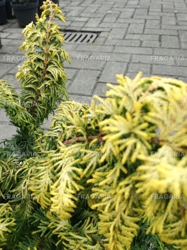 Hinoki álciprus Fernspray Gold,	Chamaecyparis obtusa 15 - 25 cm, kont. 3l