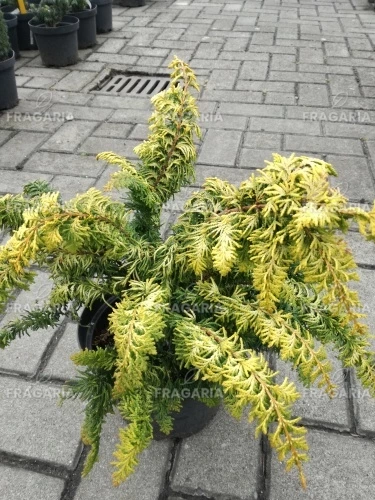 Hinoki álciprus Fernspray Gold,	Chamaecyparis obtusa 15 - 25 cm, kont. 3l