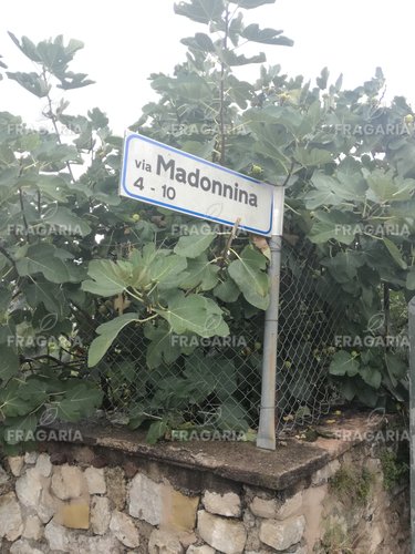 Közönséges füge Brown Turkey, Ficus Carica, 130 – 180 cm, kont. 5l