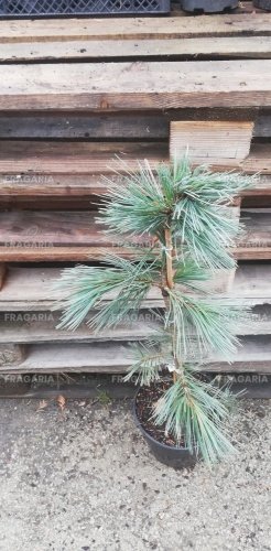 Nevadai cirbolyafenyő Firmament, Pinus flexilis, kont. 3l, 30 – 40 cm