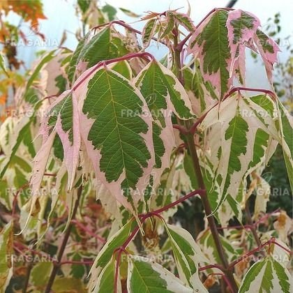 Kőrislevelű juhar Flamingo, Acer negundo 120 - 150 cm, kont. 10l