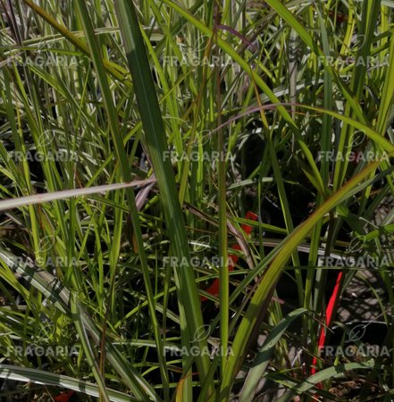 Japánfű Flamingo, Miscanthus sinensis , kont. 1 l