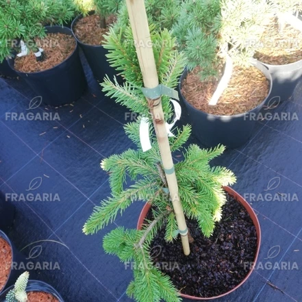 Közönséges lucfenyő Formanek, Picea abies 40 - 50 cm, kont. 5l
