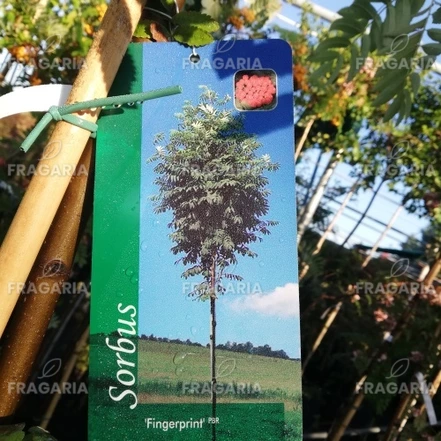 Madárberkenye Fingerprint, Sorbus aucuparia, 170 – 210 cm, kont. 5l