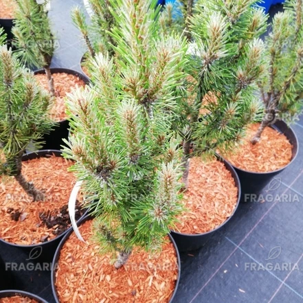 Feketefenyő Frank, Pinus nigra, 30 - 50 cm, kont. 3l