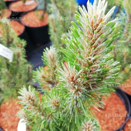 Feketefenyő Frank, Pinus nigra, 30 - 50 cm, kont. 3l